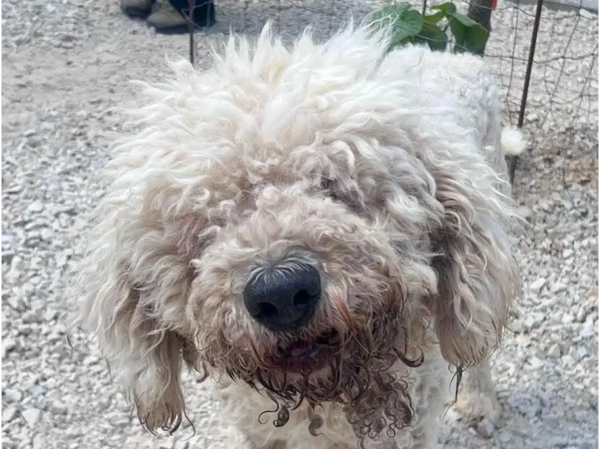mentett komondor kutya Borcsa