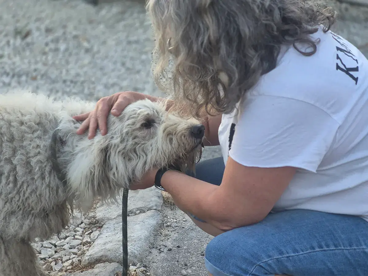 mentett komondor kutya Galla