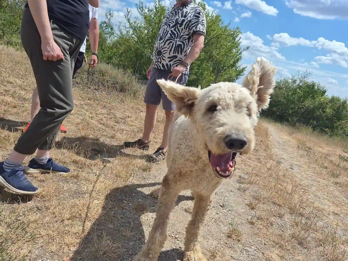 komondor új gazdájával