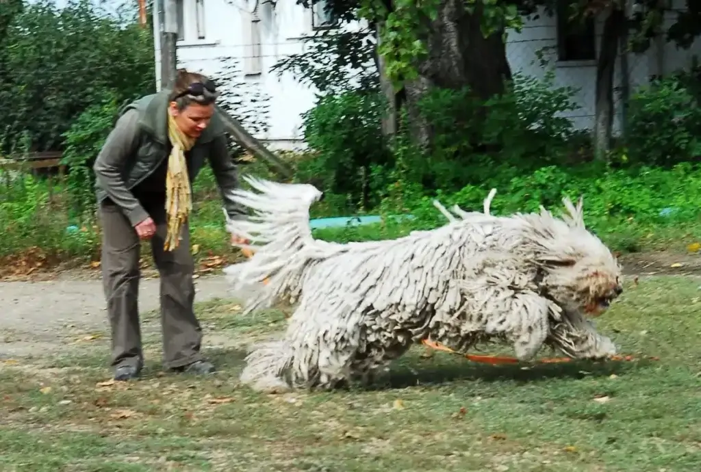 komondor családi kutya