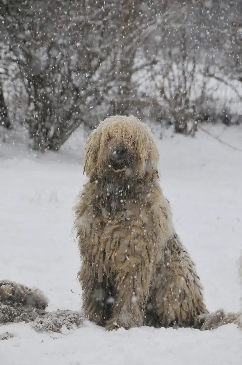 komondor gondozás élősködők télen