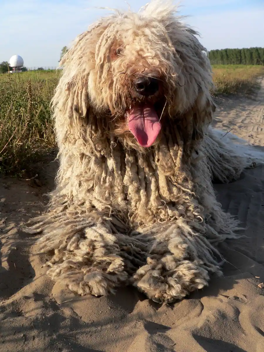 komondor gondozás oltások