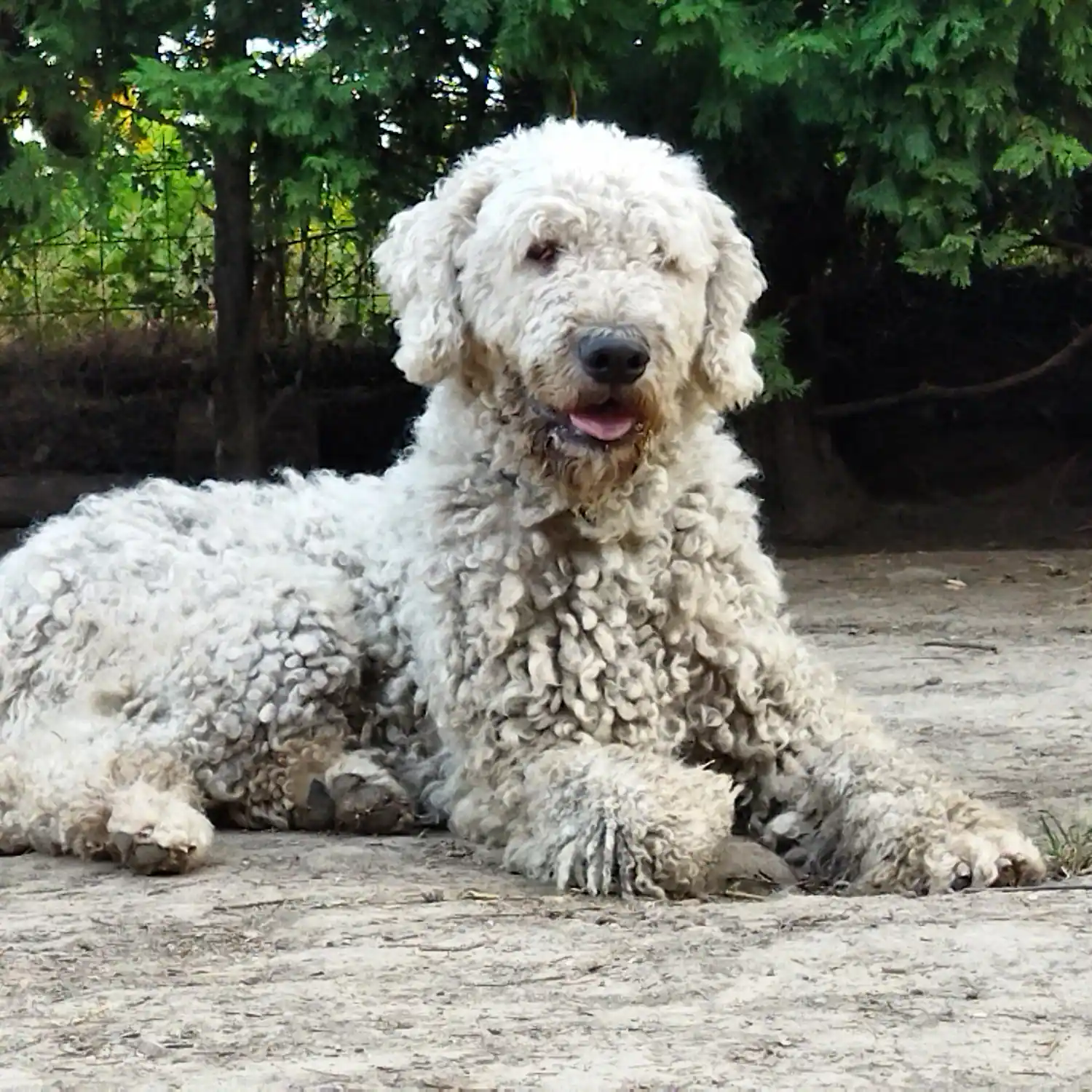 komondor szőr ápolása