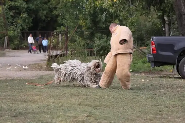 komondor gondozás nevelés őrző-védő kiképzés