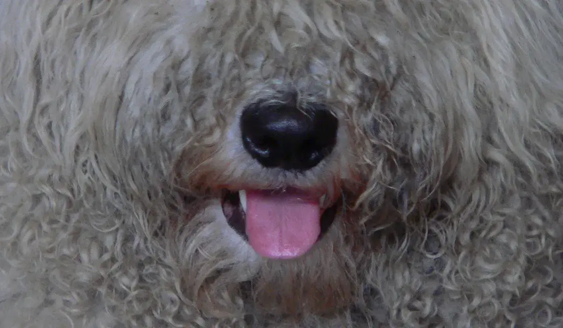 komondor melegben