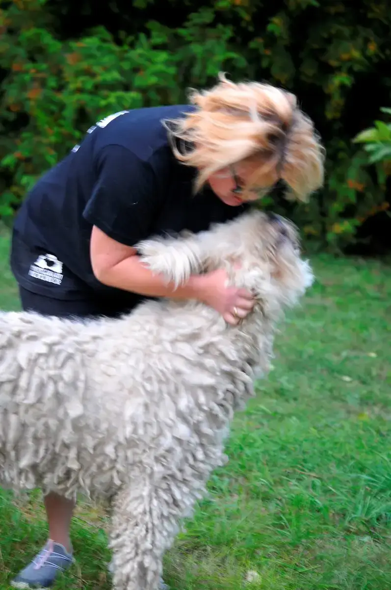 Komondor gondozás, szőrápolás