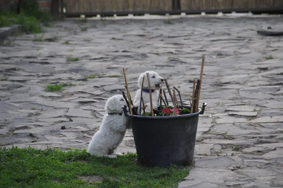 Gondozás és nevelés - 1 - Komondor Fajtamentő Alapítvány