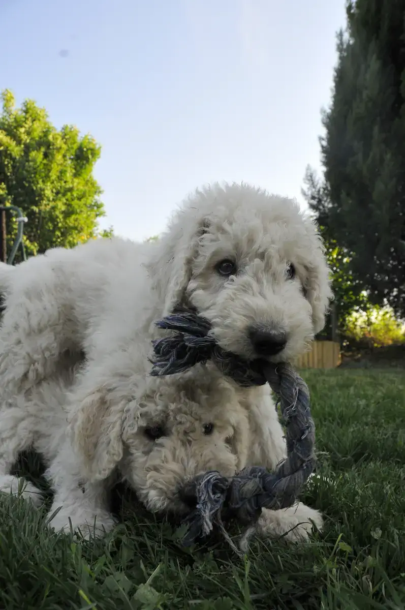 Komondor gondozása kölyökkorban