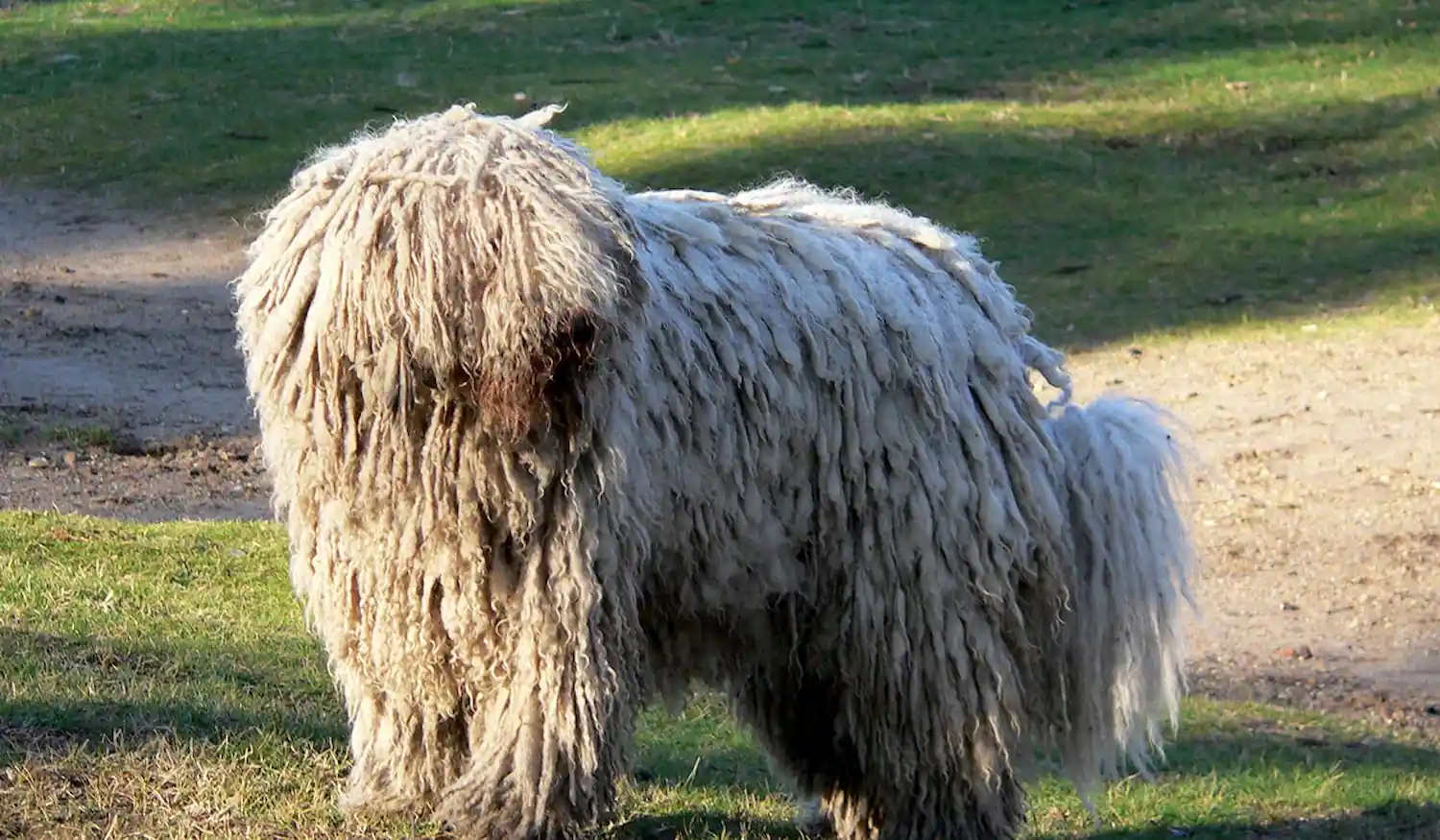 Komondor örökbefogadás ingyen