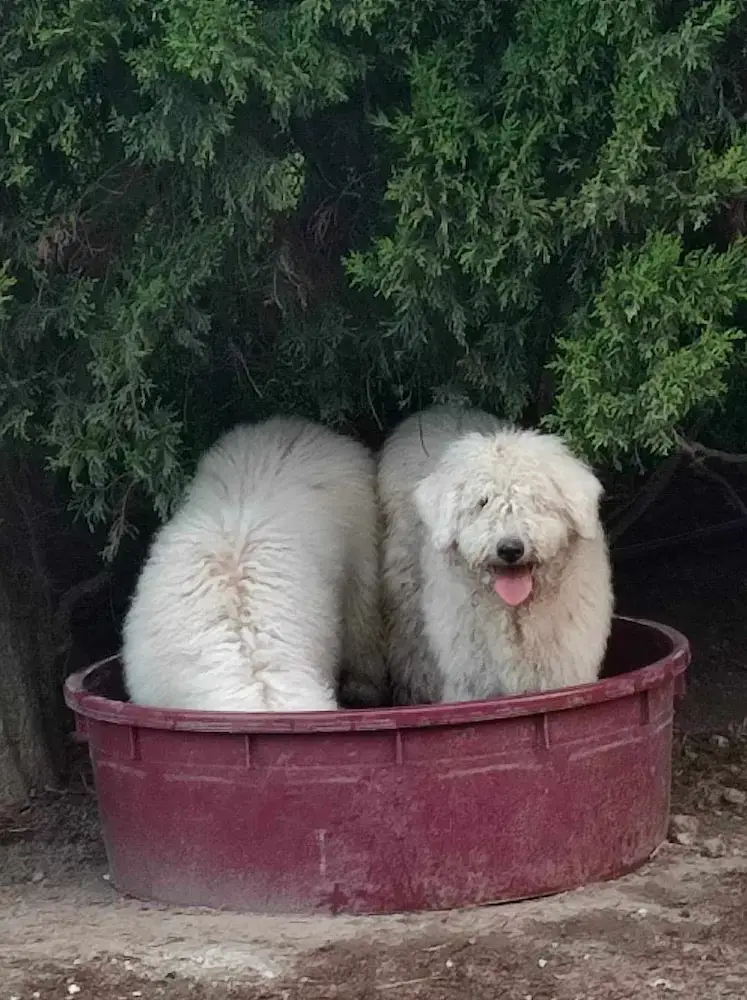 komondor hőguta elkerülése