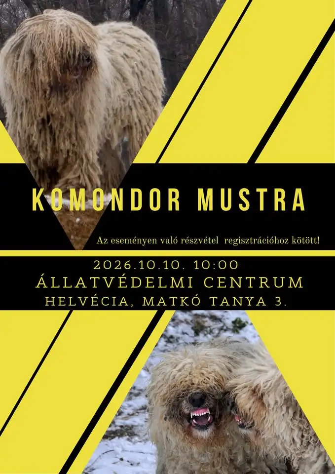 Komondor mustra 2026