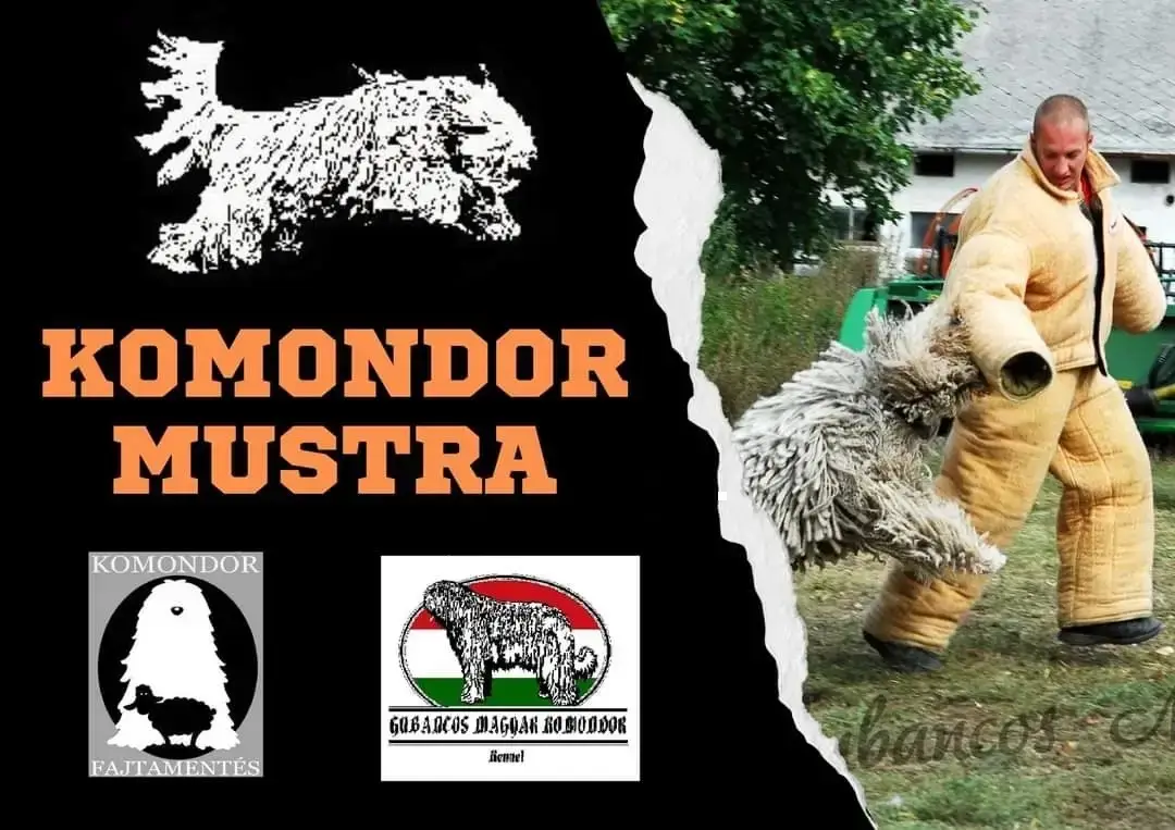Komondor Mustra