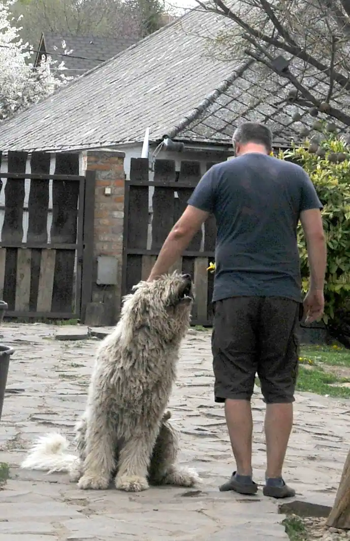 komondor örökbefogadás ára