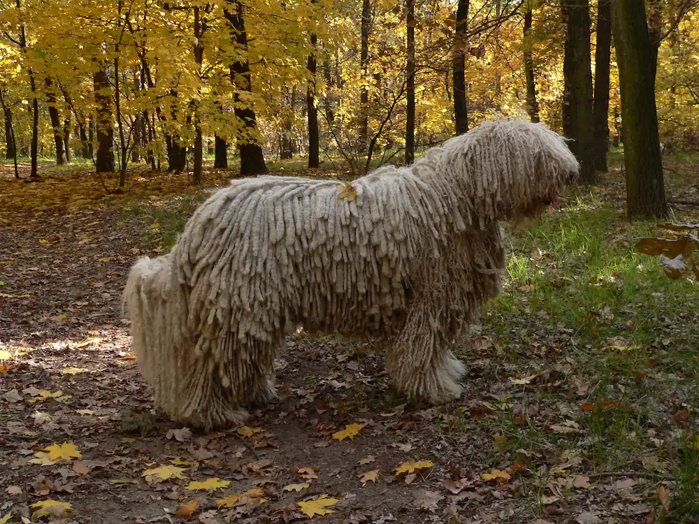 komondor szőrápolás
