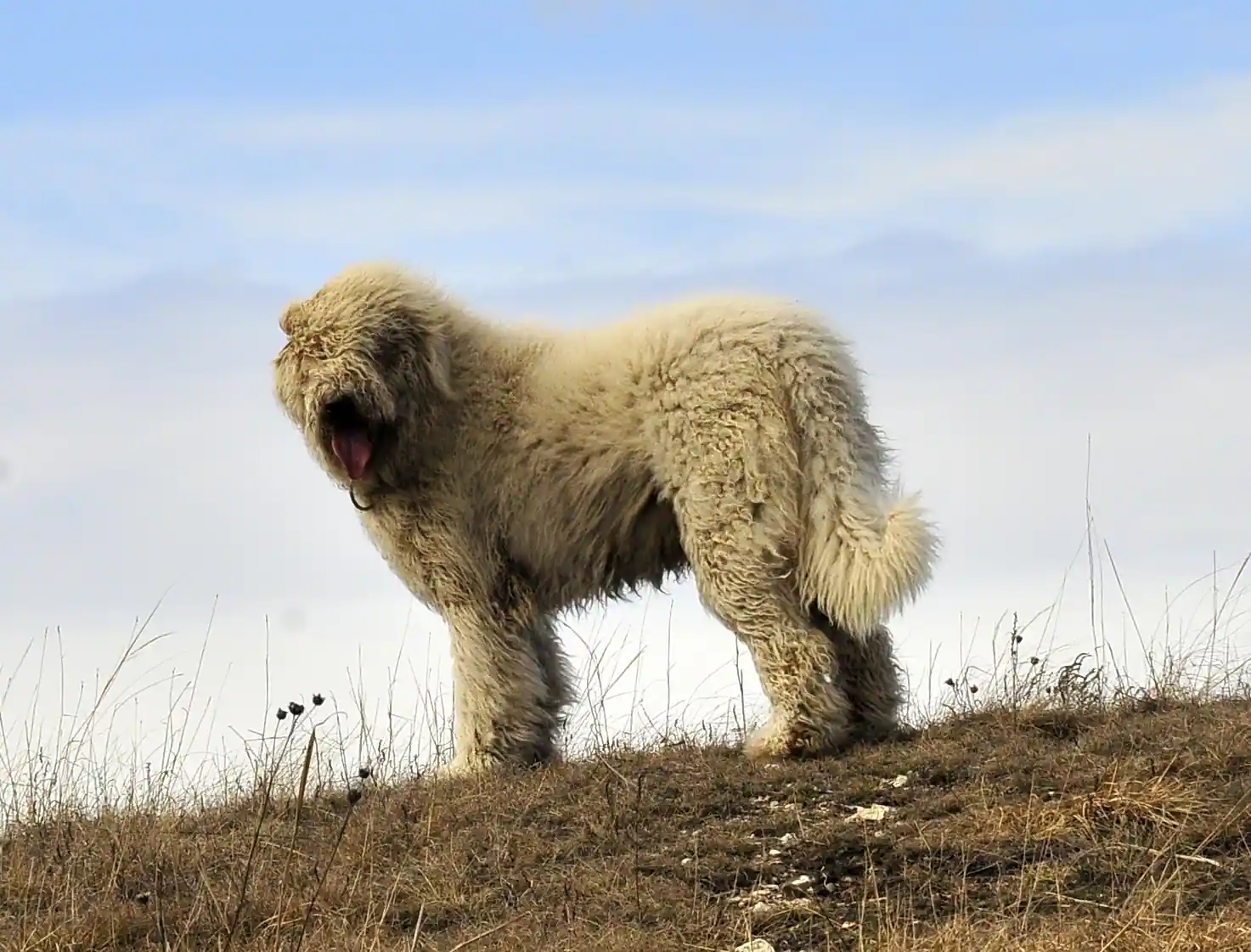 komondor fajta tulajdonságok